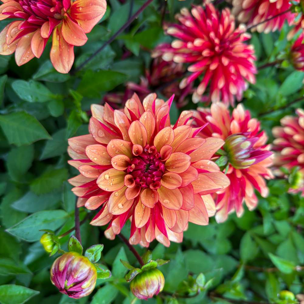 Dahlia 'BV's Aurora'